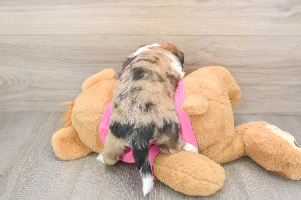 Best Saussie Baby