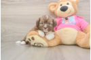 Saussie Puppy for Adoption