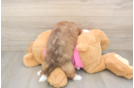 Best Saussie Baby