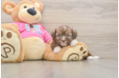 Saussie Puppy for Adoption