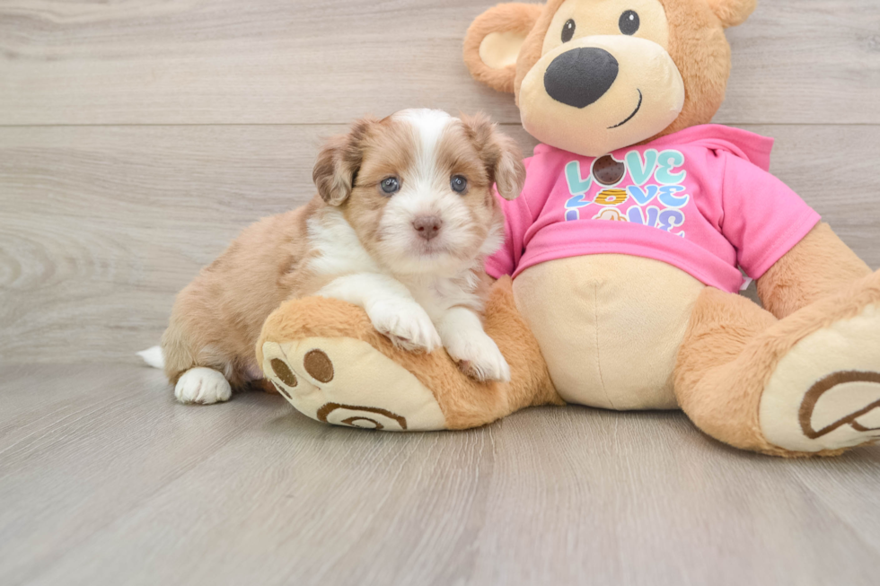 Cute Saussie Baby