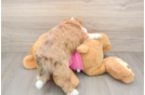 Cute Saussie Designer Pup