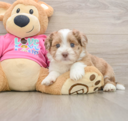 7 week old Saussie Puppy For Sale - Fairfield Furbabies