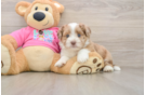 Saussie Pup Being Cute