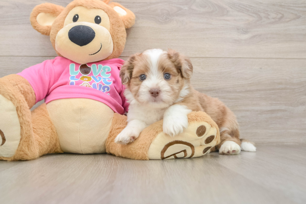 Saussie Pup Being Cute
