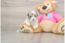 Cute Ausstzu Designer Puppy