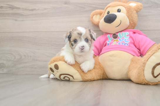 Cute Ausstzu Designer Puppy