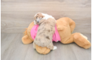 Cute Saussie Designer Pup