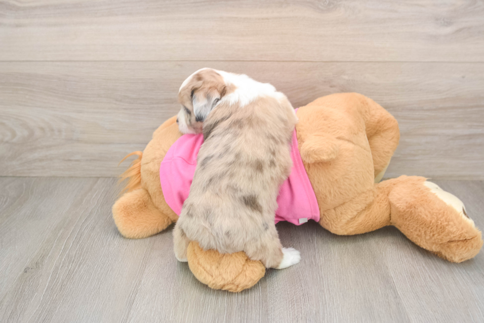 Cute Saussie Designer Pup
