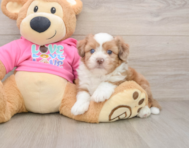 6 week old Saussie Puppy For Sale - Fairfield Furbabies