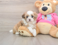6 week old Saussie Puppy For Sale - Fairfield Furbabies