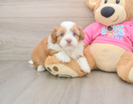 6 week old Saussie Puppy For Sale - Fairfield Furbabies