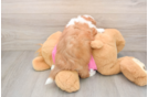 Cute Saussie Designer Pup