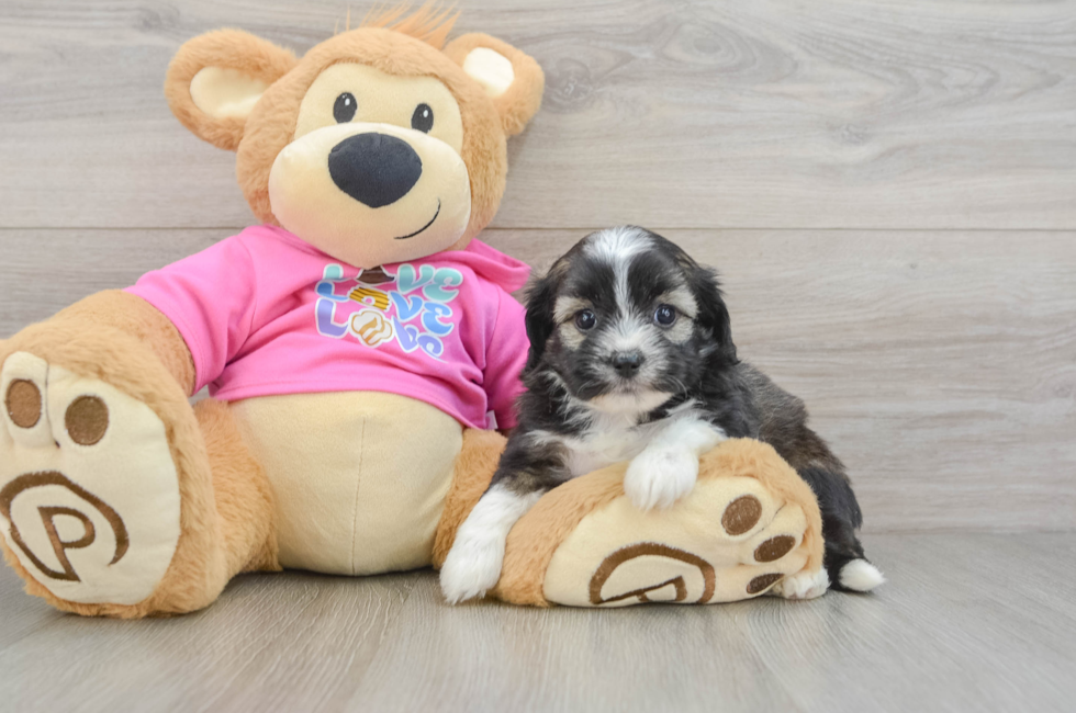 8 week old Saussie Puppy For Sale - Fairfield Furbabies
