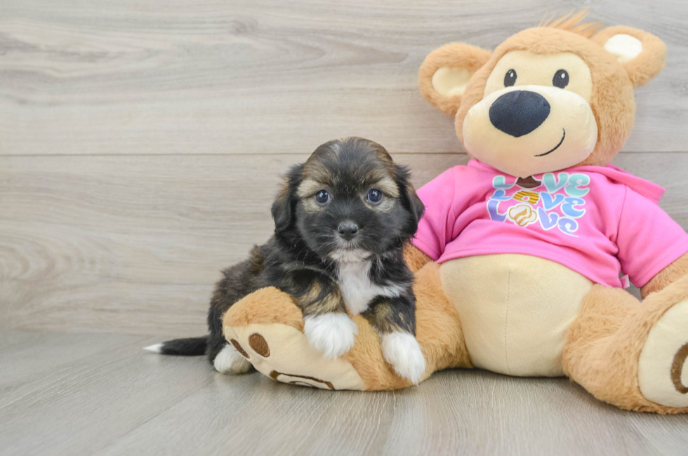 8 week old Saussie Puppy For Sale - Fairfield Furbabies