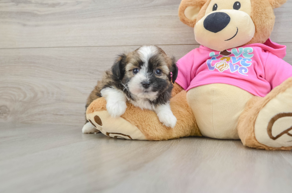 8 week old Saussie Puppy For Sale - Fairfield Furbabies