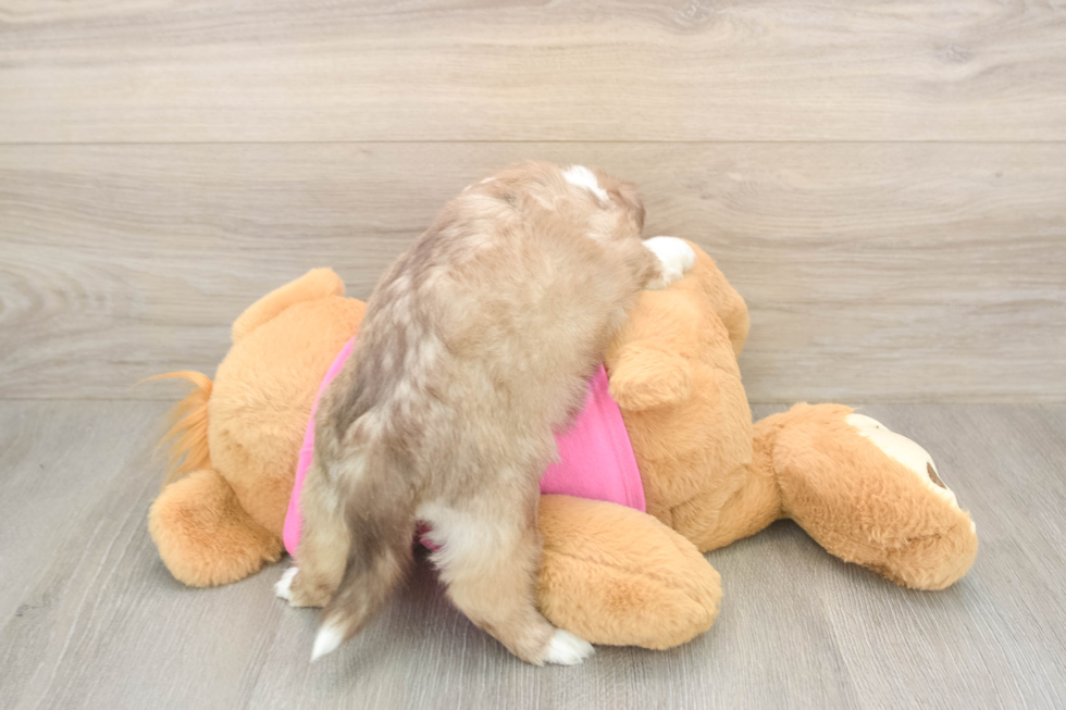 Cute Saussie Designer Pup