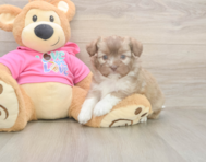 7 week old Saussie Puppy For Sale - Fairfield Furbabies