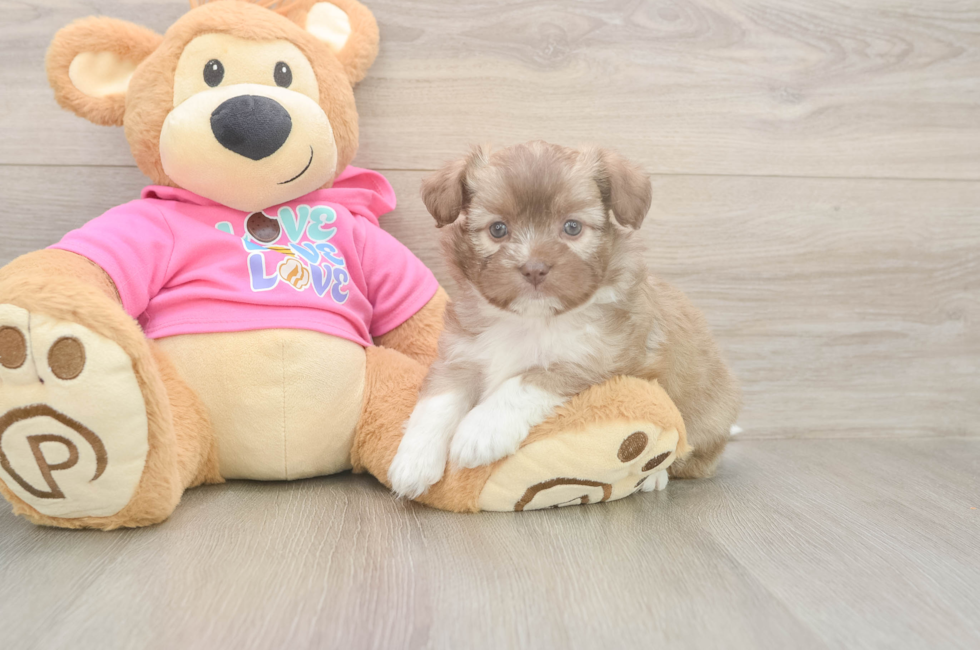 7 week old Saussie Puppy For Sale - Fairfield Furbabies