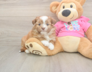 7 week old Saussie Puppy For Sale - Fairfield Furbabies