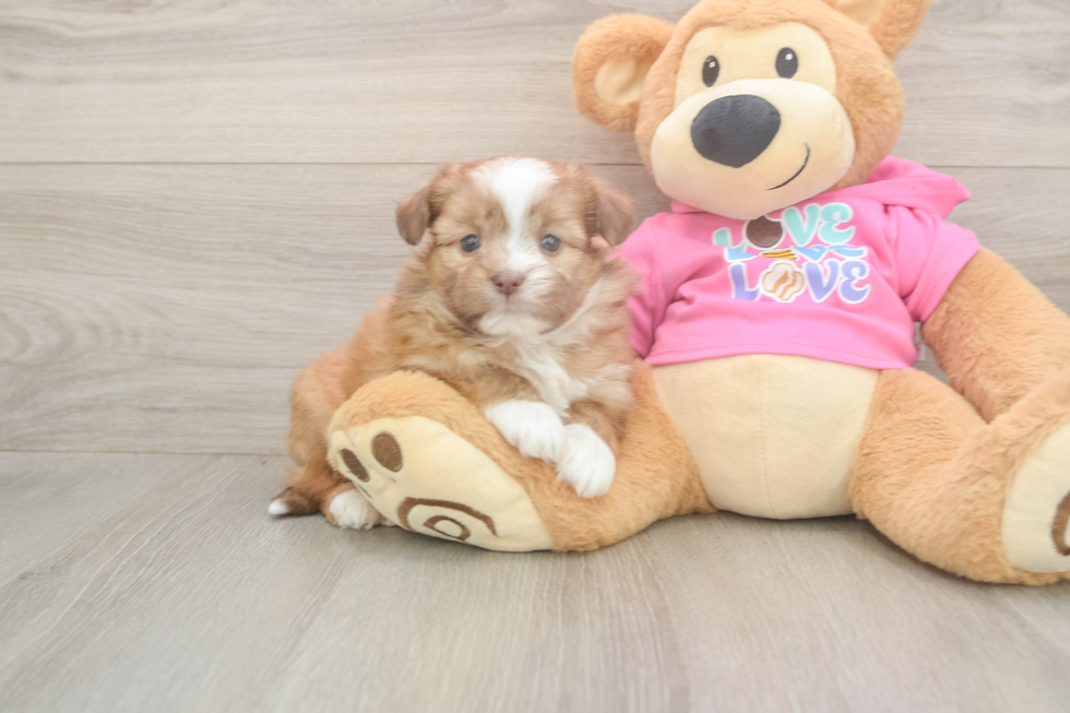 Saussie Pup Being Cute