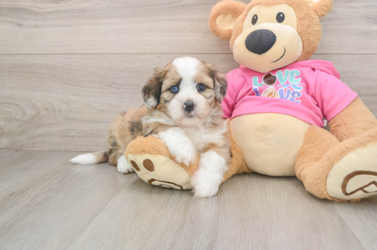 VALERIE, a Saussie littermate