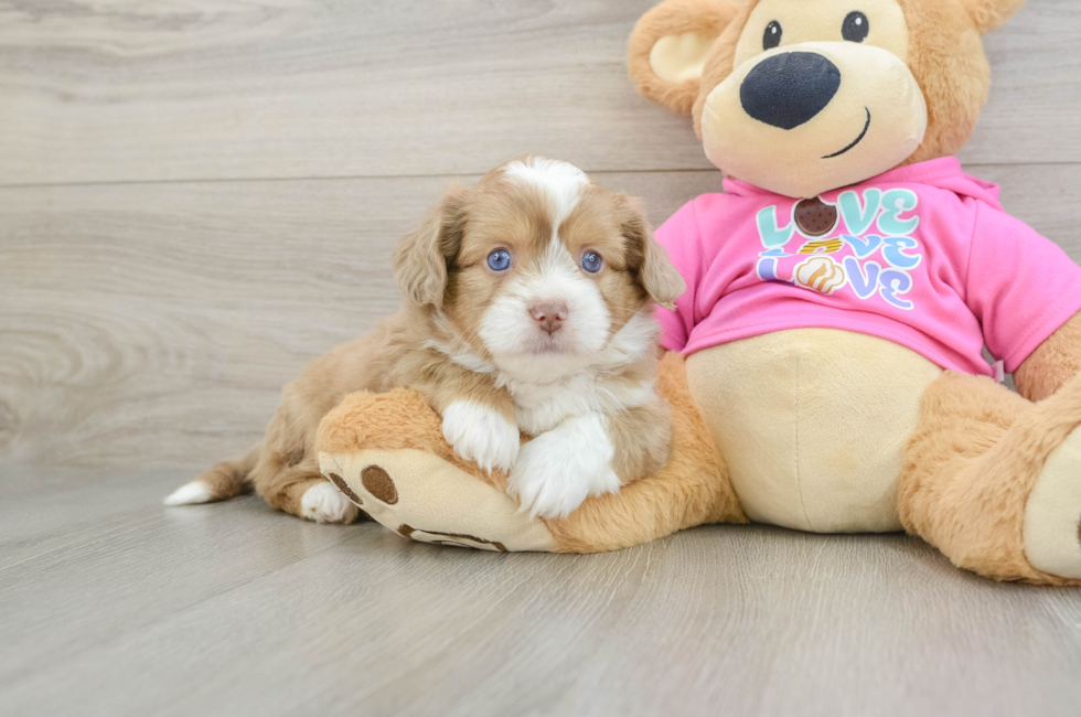 7 week old Saussie Puppy For Sale - Fairfield Furbabies