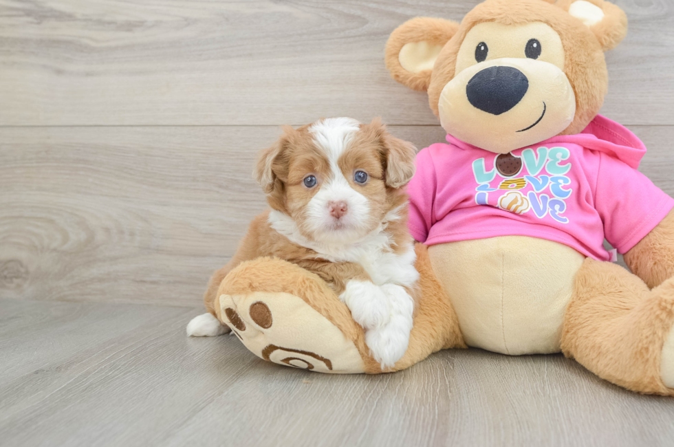 7 week old Saussie Puppy For Sale - Fairfield Furbabies