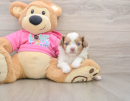 6 week old Saussie Puppy For Sale - Fairfield Furbabies
