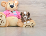 6 week old Saussie Puppy For Sale - Fairfield Furbabies