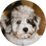 Mini Schnoodle Puppies For Sale - Fairfield Furbabies Mini Schnoodle Puppies For Sale - Fairfield Furbabies