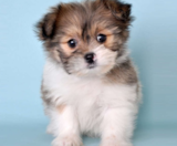 Shih Pom Puppies For Sale Fairfield Furbabies