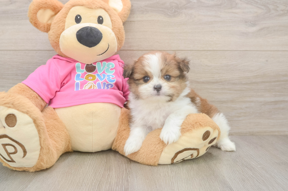 5 week old Shih Pom Puppy For Sale - Fairfield Furbabies
