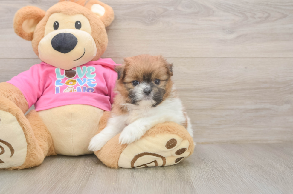 5 week old Shih Pom Puppy For Sale - Fairfield Furbabies