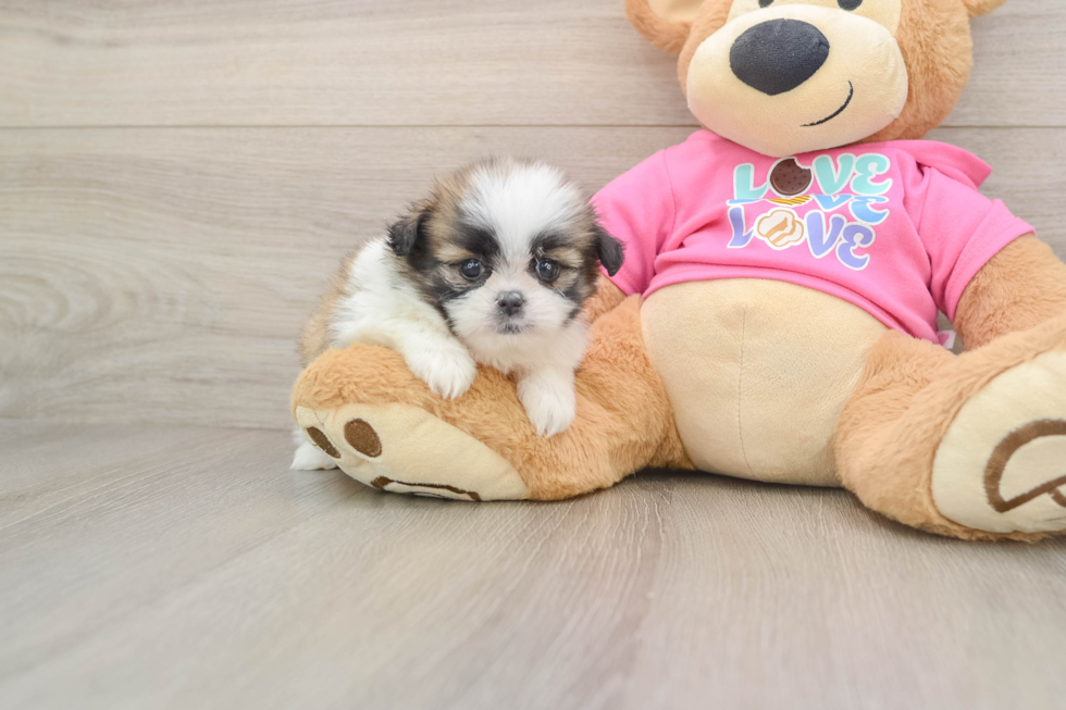 Shih Pom Pup Being Cute