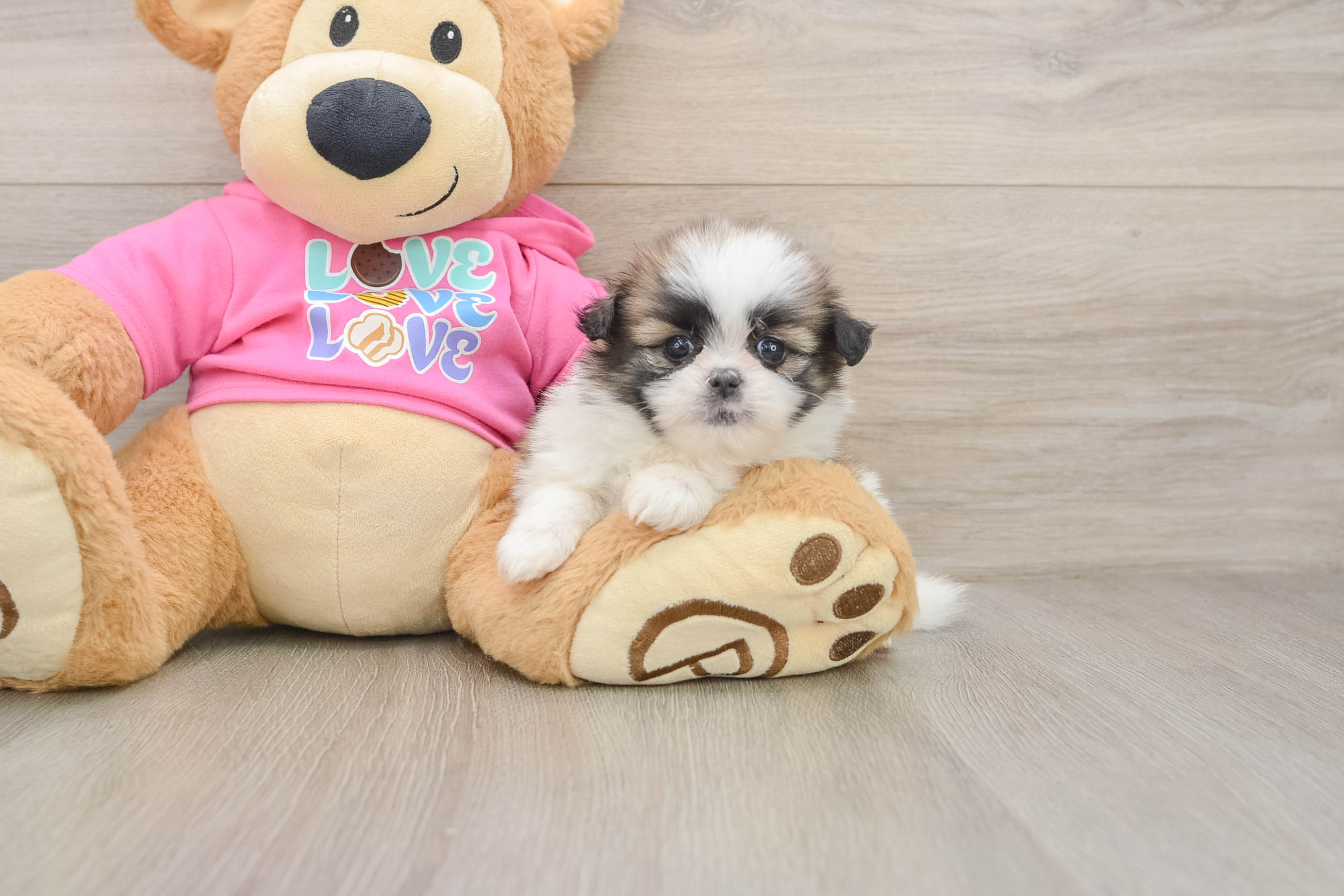 Best Shih Pom Baby