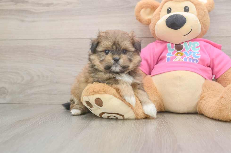 5 week old Shih Pom Puppy For Sale - Fairfield Furbabies