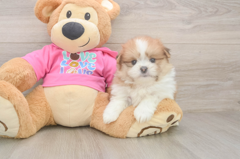5 week old Shih Pom Puppy For Sale - Fairfield Furbabies