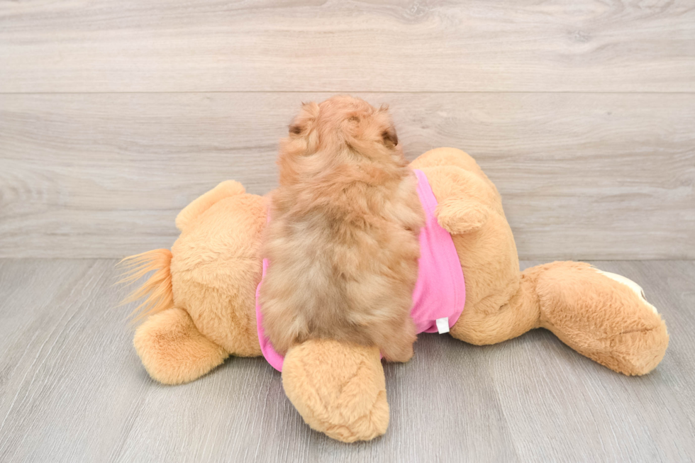 Shih Pom Pup Being Cute