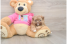 Petite Shih Pom Designer Pup