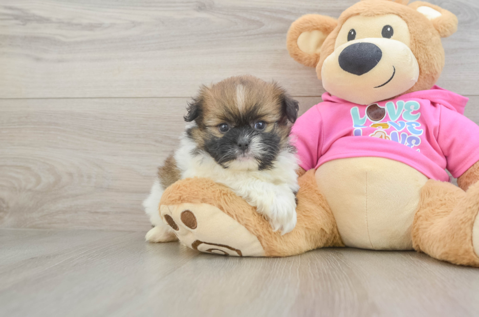 5 week old Shih Pom Puppy For Sale - Fairfield Furbabies