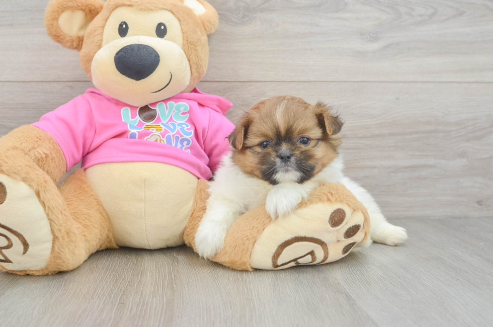 5 week old Shih Pom Puppy For Sale - Fairfield Furbabies