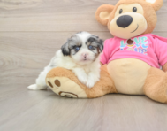8 week old Shih Pom Puppy For Sale - Fairfield Furbabies