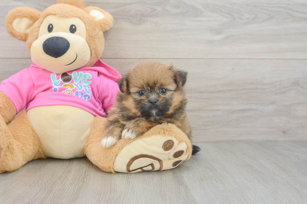 5 week old Shih Pom Puppy For Sale - Fairfield Furbabies