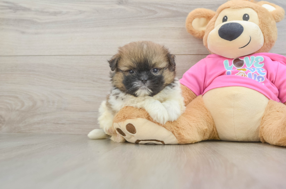 5 week old Shih Pom Puppy For Sale - Fairfield Furbabies
