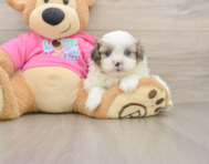 8 week old Shih Pom Puppy For Sale - Fairfield Furbabies
