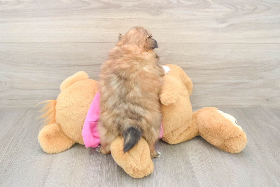 Fluffy Shih Pom Designer Pup