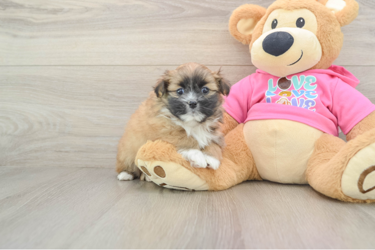 Shih Pom Pup Being Cute