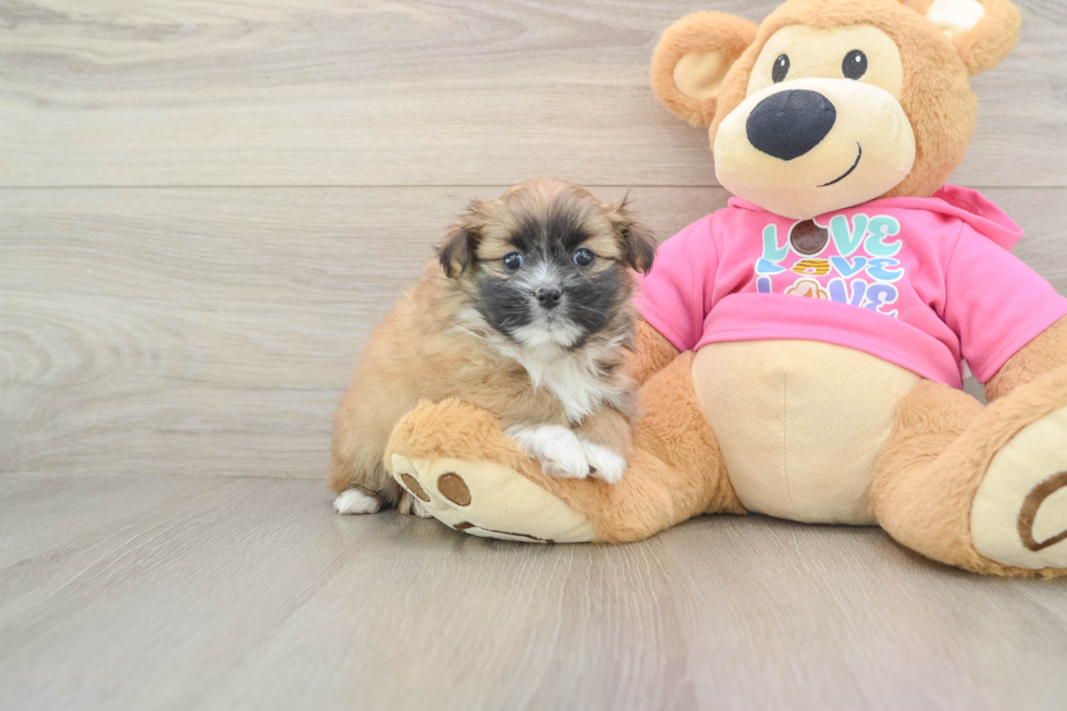 Shih Pom Pup Being Cute