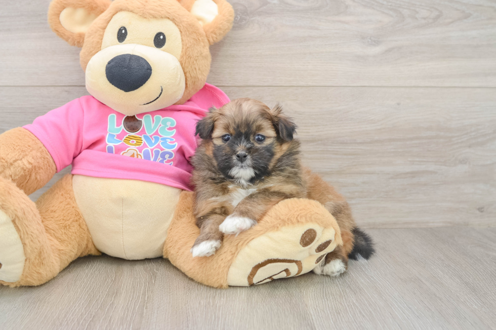Best Shih Pom Baby